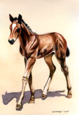 Dressage, Equine Art - Baby Warmblood